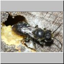 Heriades truncorum - Loecherbiene 08c 6mm.jpg